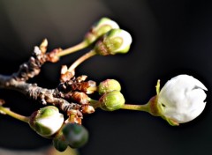 Fonds d'cran Nature bourgeons de fleurs de prunier