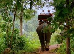 Fonds d'cran Animaux Elephant Ride