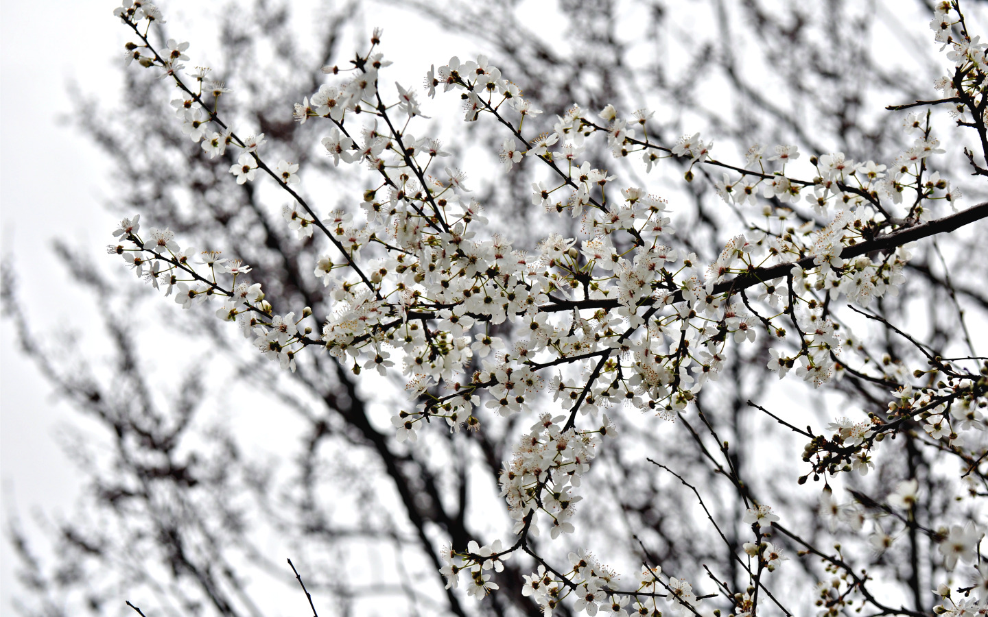 Wallpapers Nature Flowers floraison du prunier