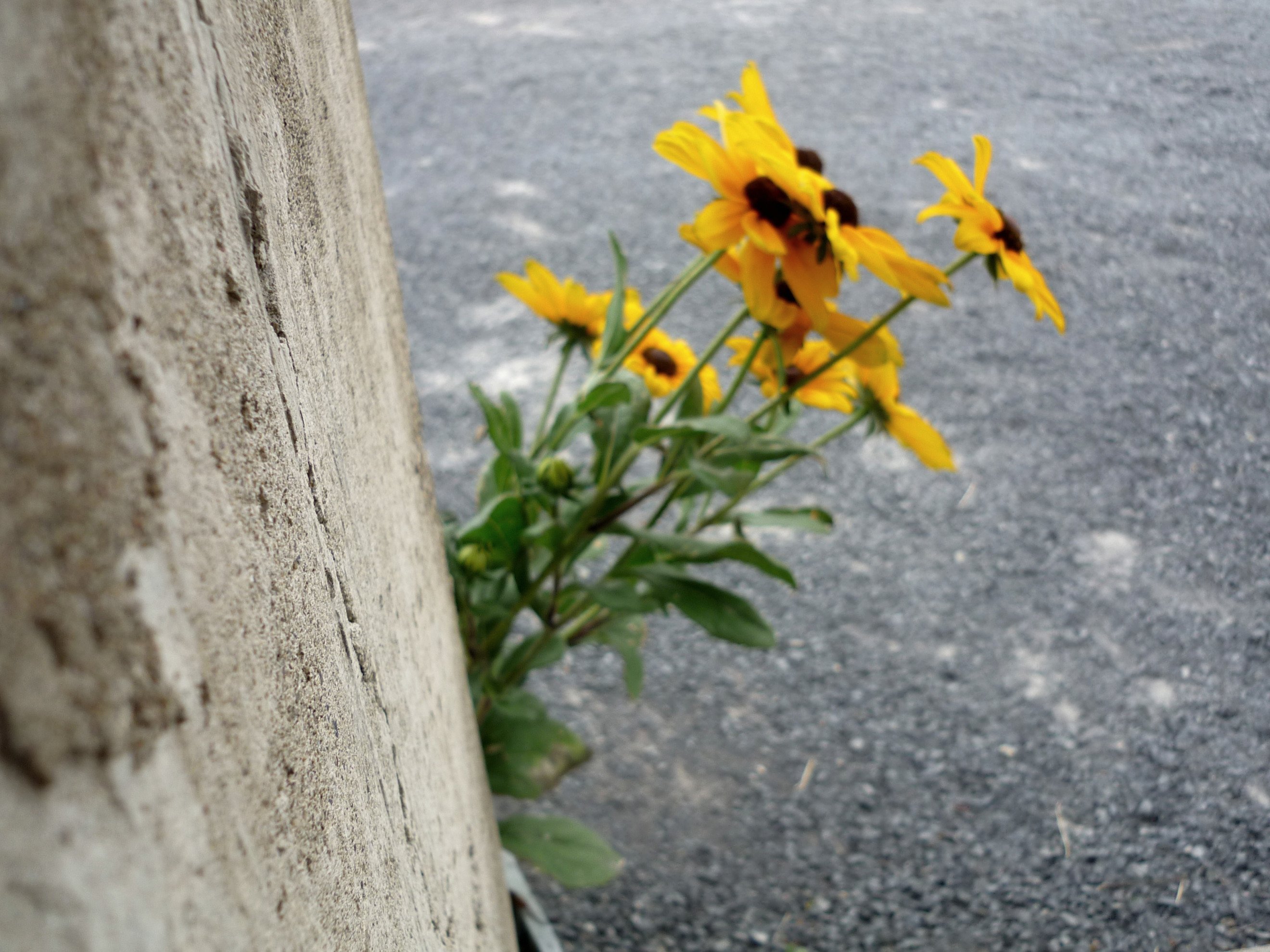 Fonds d'cran Nature Fleurs 