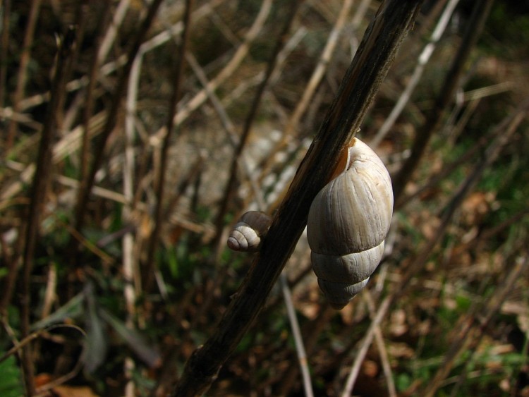 Fonds d'cran Animaux Escargots - Limaces 