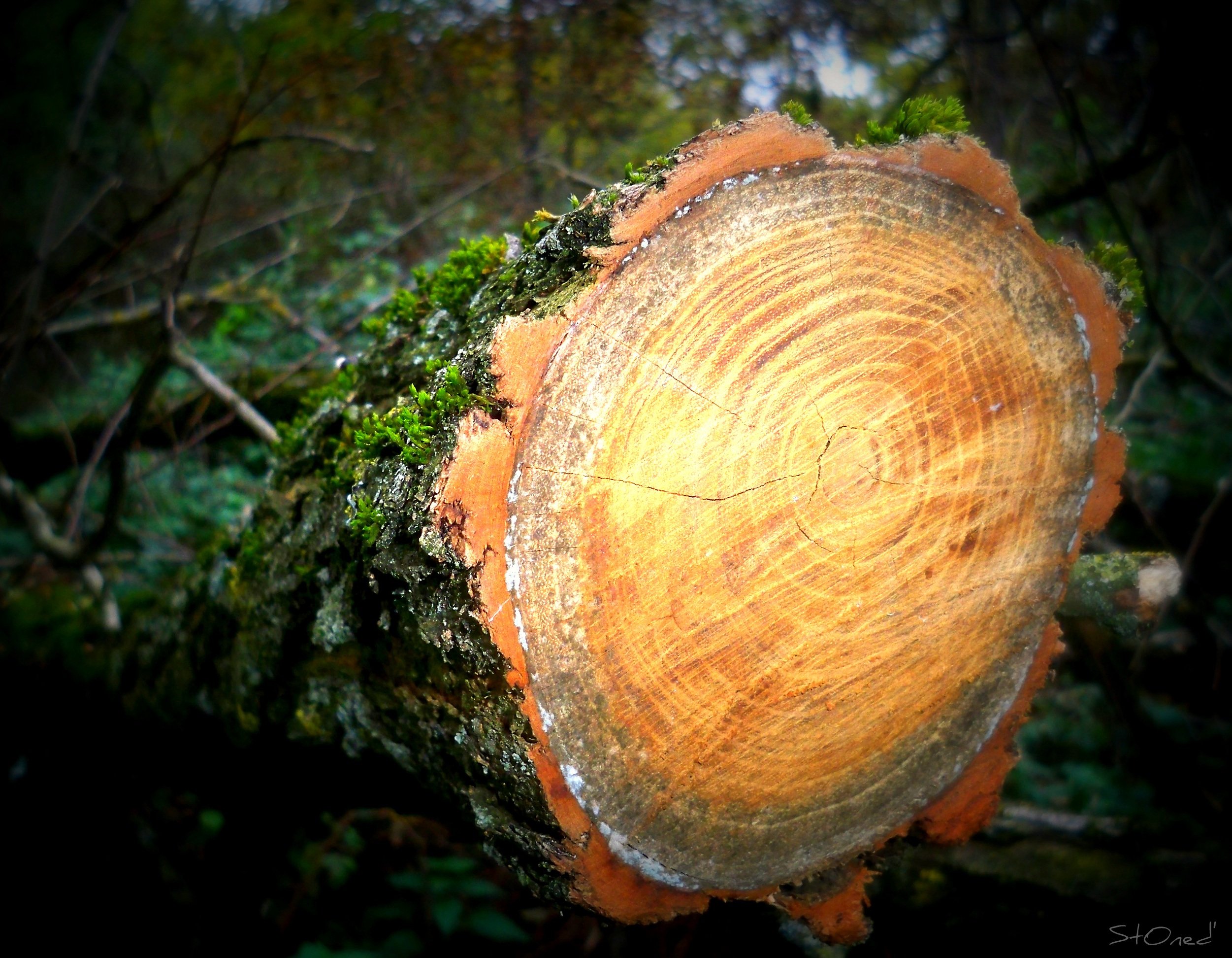 Fonds d'cran Nature Arbres - Forts TrOnc