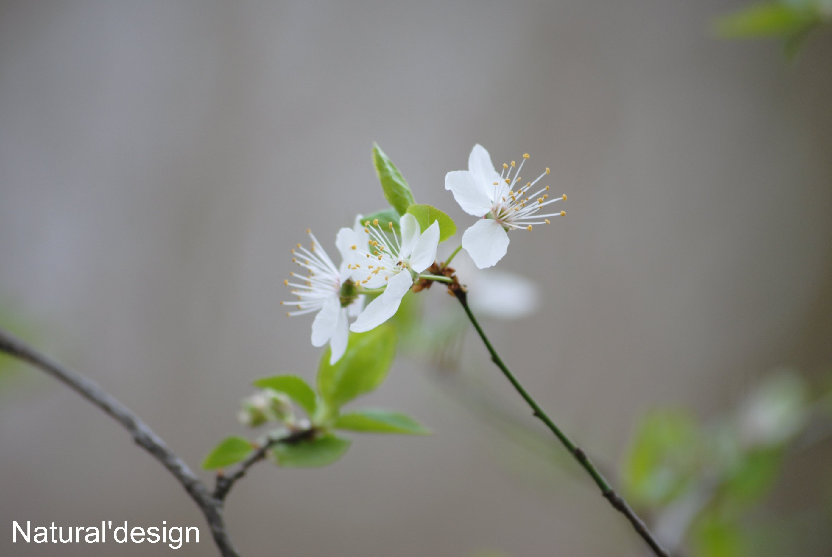 Wallpapers Nature Flowers 