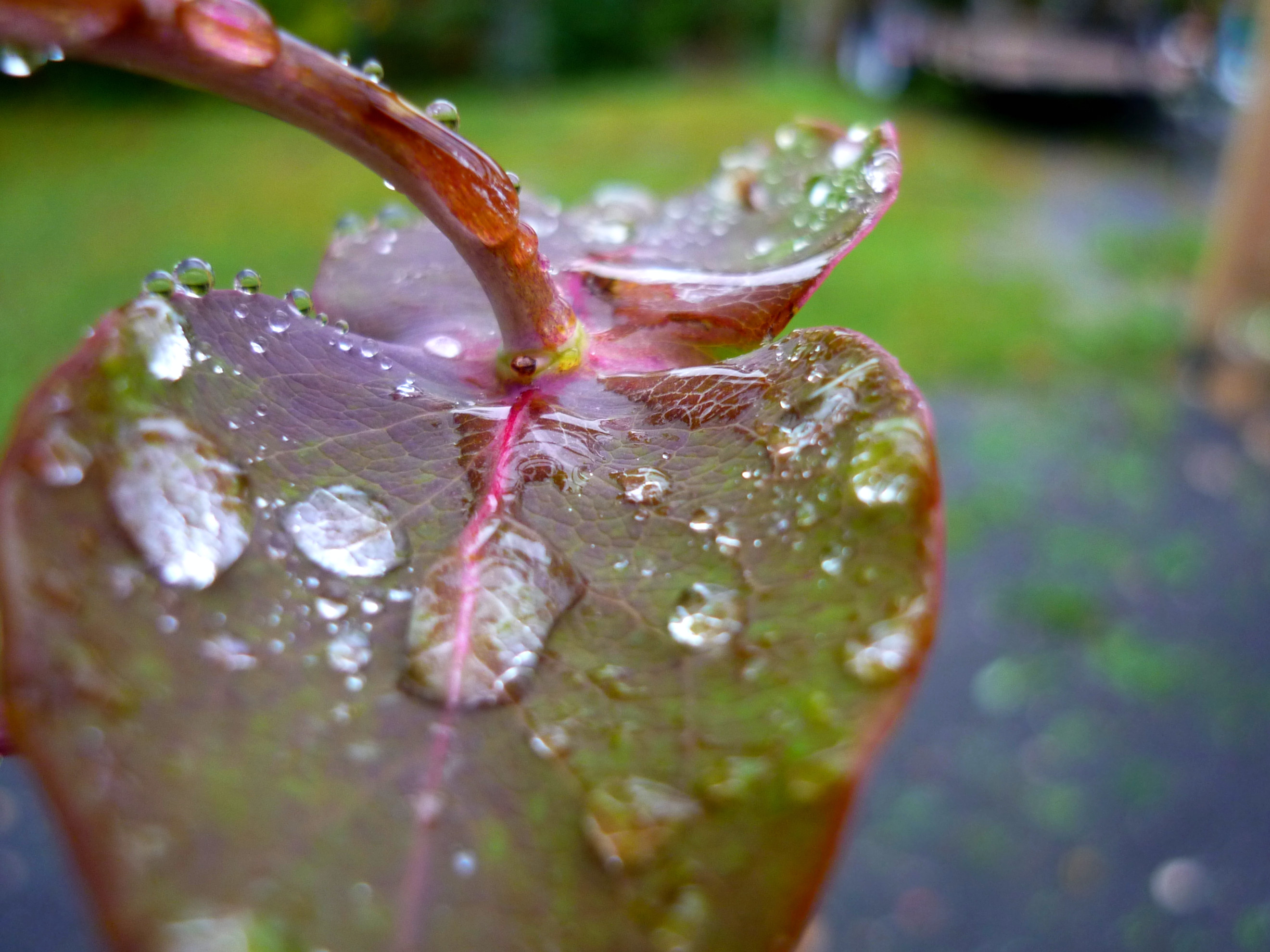 Wallpapers Nature Water - Drops 