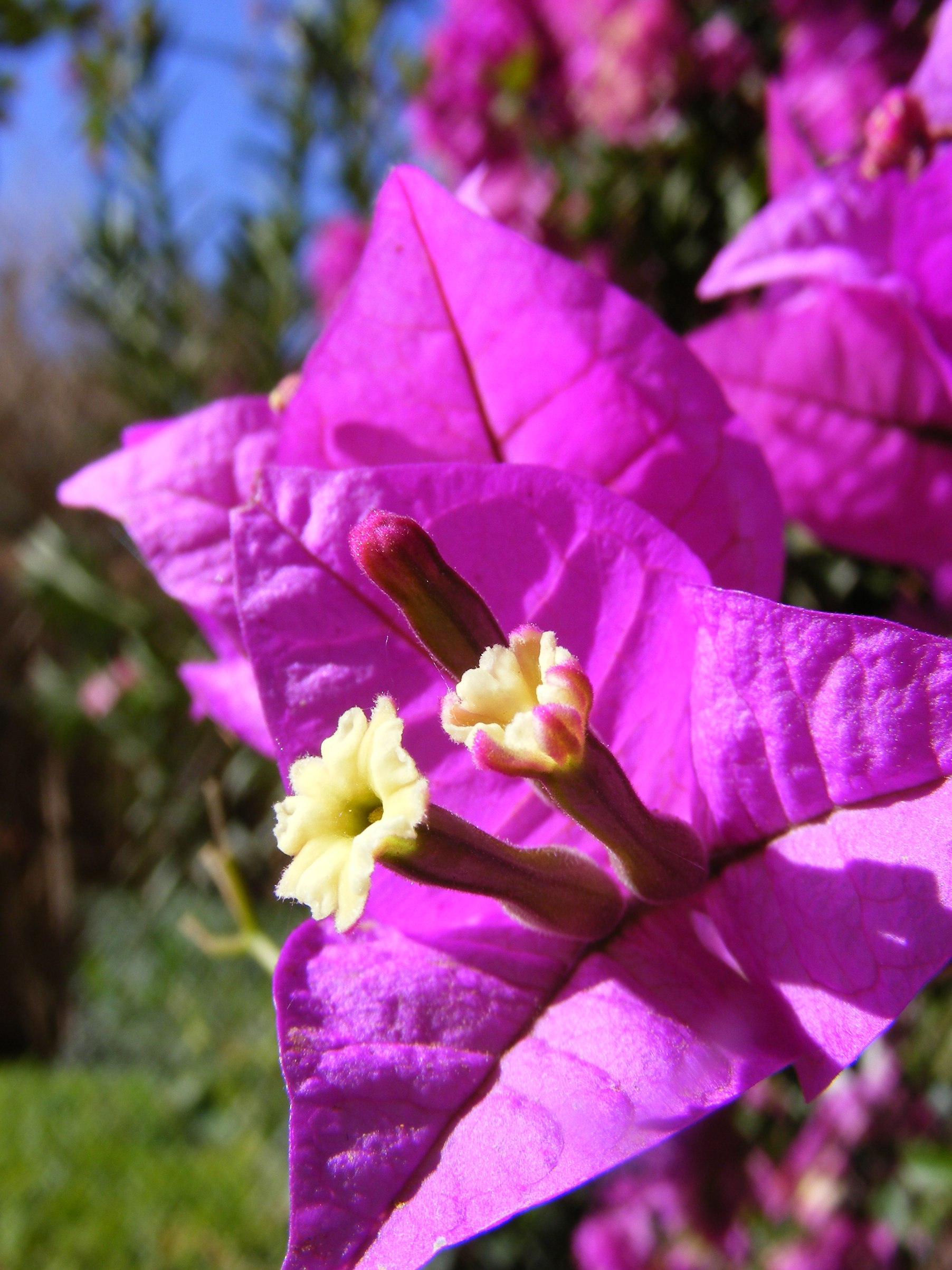 Wallpapers Nature Flowers Bougainvillier en fleurs