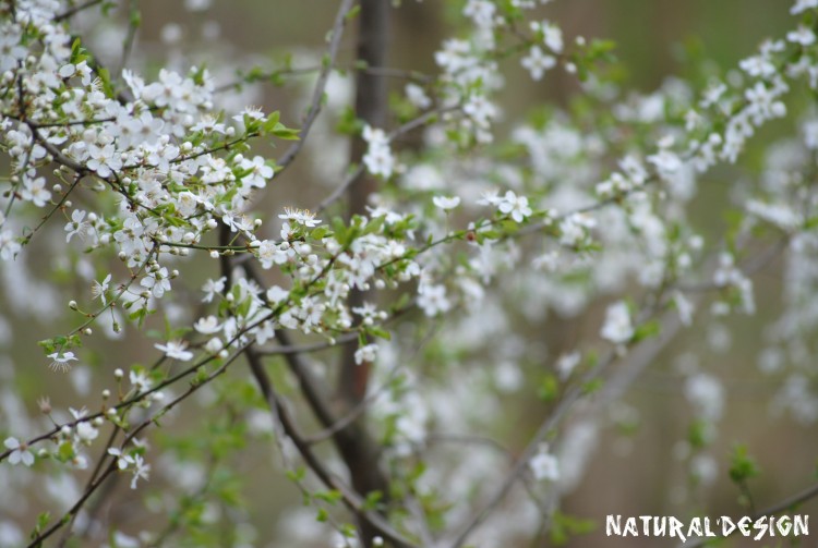 Wallpapers Nature Flowers Natural'Wall'Paper 