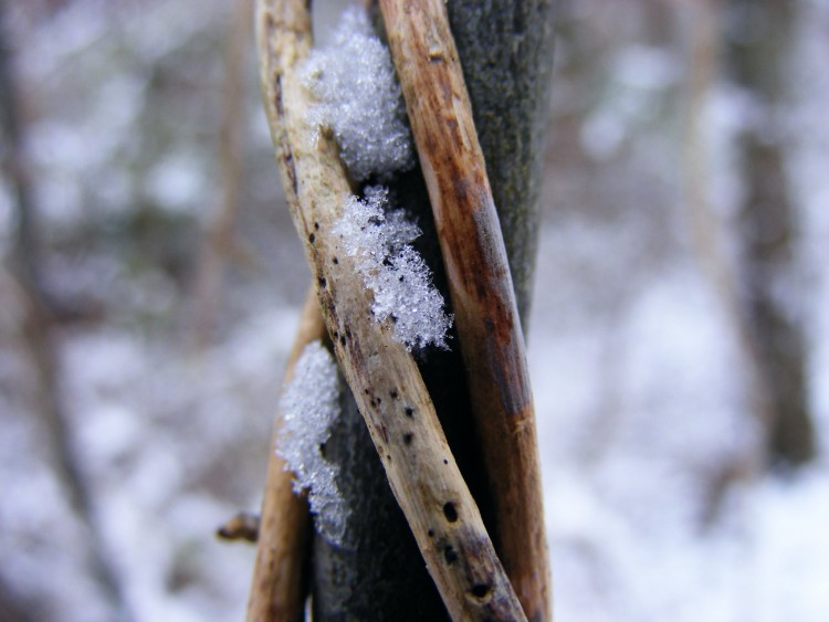 Fonds d'cran Nature Saisons - Hiver Liane enneig