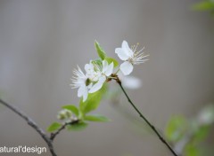 Fonds d'cran Nature Image sans titre N259084