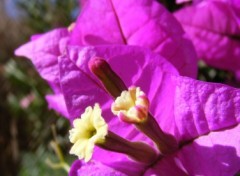 Wallpapers Nature Bougainvillier en fleurs