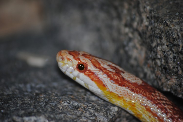 Wallpapers Animals Snakes albinos