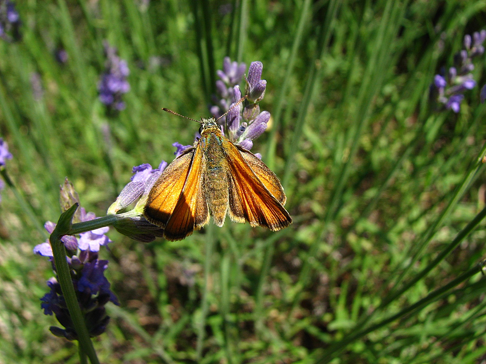 Fonds d'cran Animaux Insectes - Papillons La sylvaine 