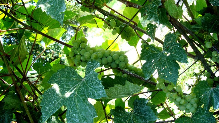 Fonds d'cran Nature Vignes - Vignobles Domaine de l'le ronde , St-Sulpice , Qc