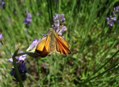 Fonds d'cran Animaux La sylvaine 