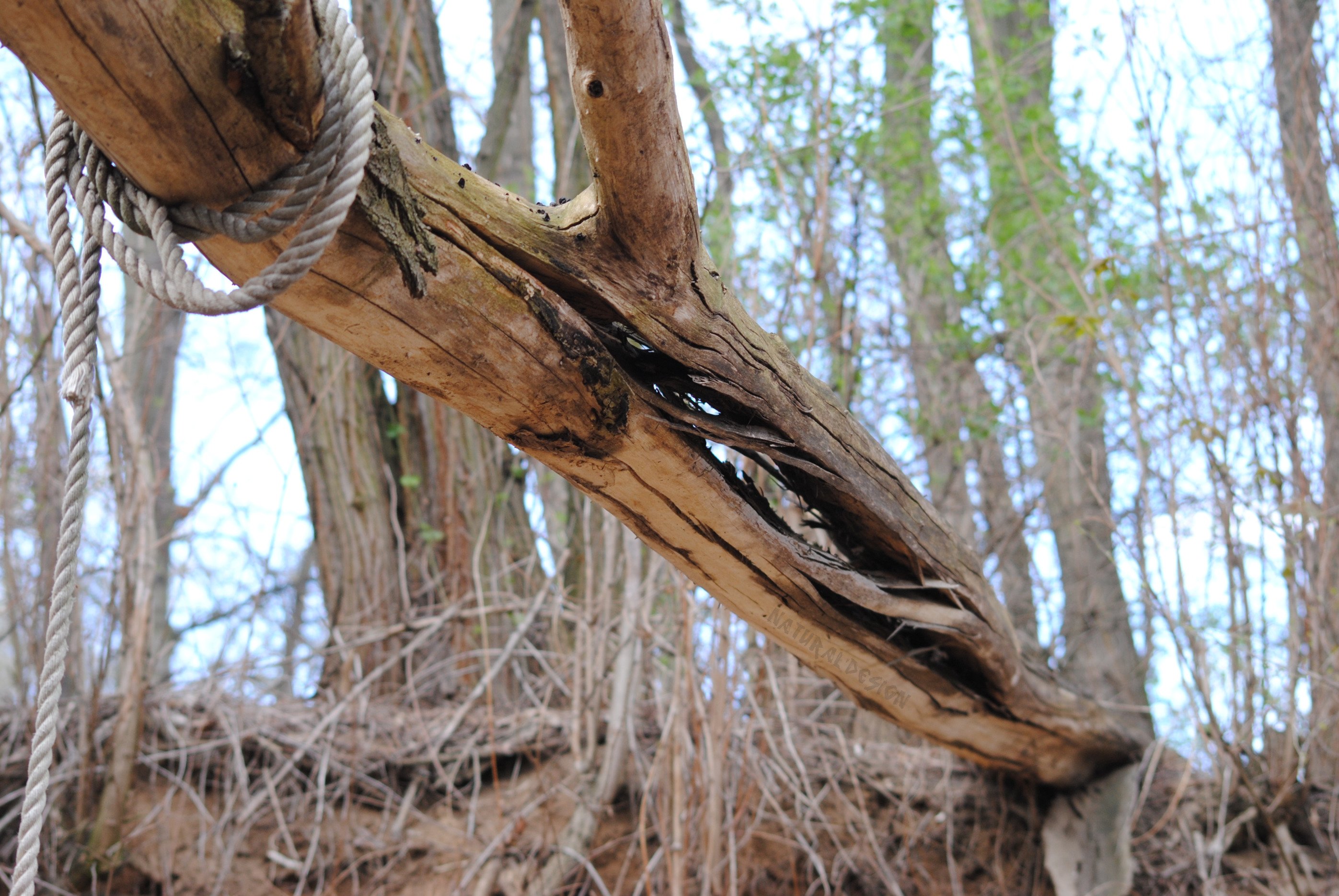 Fonds d'cran Nature Arbres - Forts 