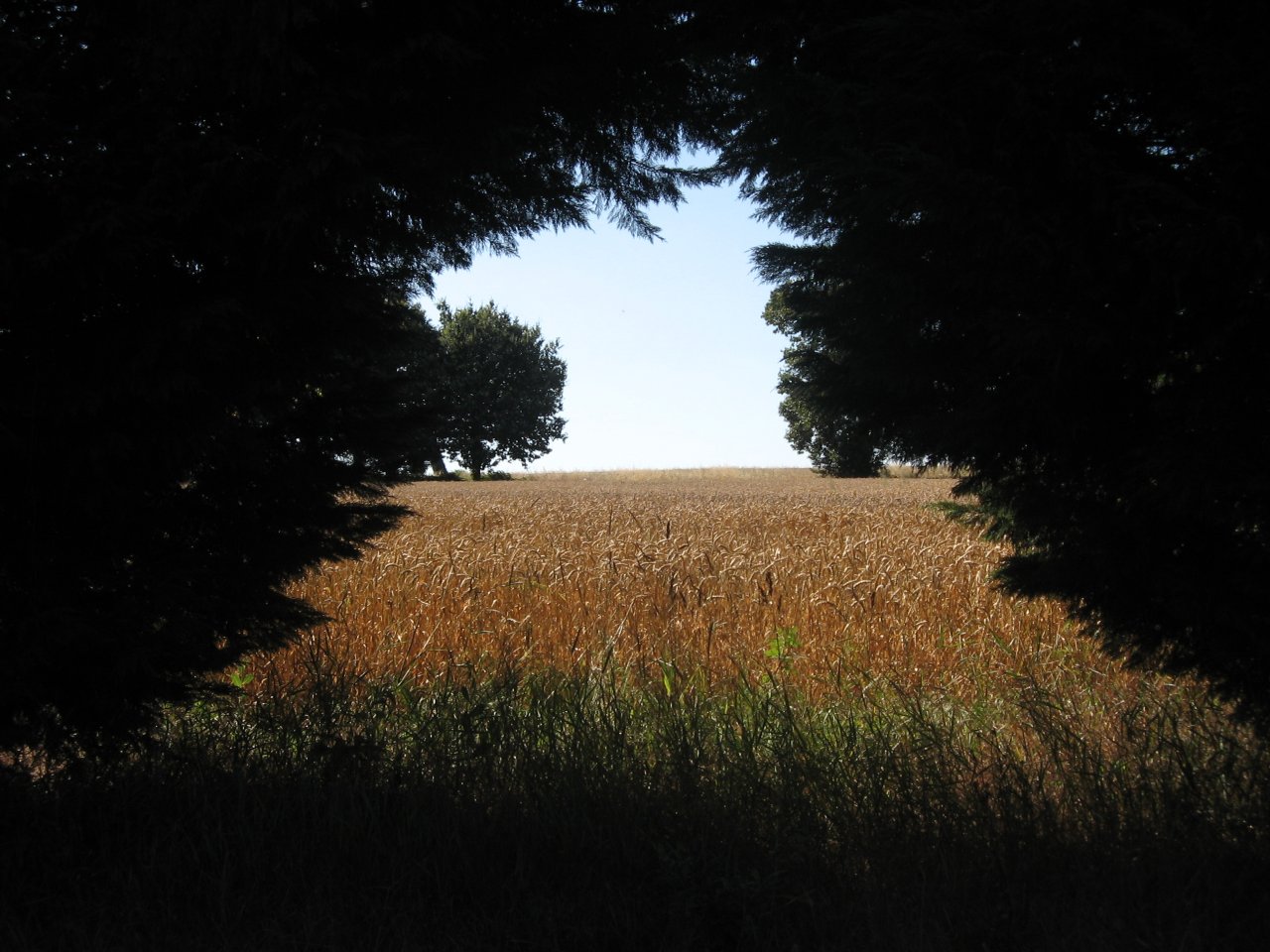 Wallpapers Nature Fields Champ de blé