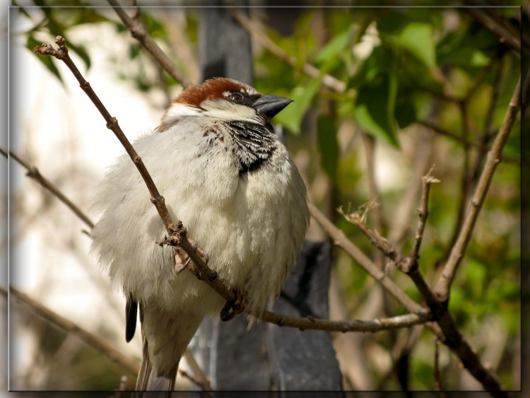 Fonds d'cran Animaux Oiseaux - Moineaux Gazouillis pour fter pque  l'archevcher