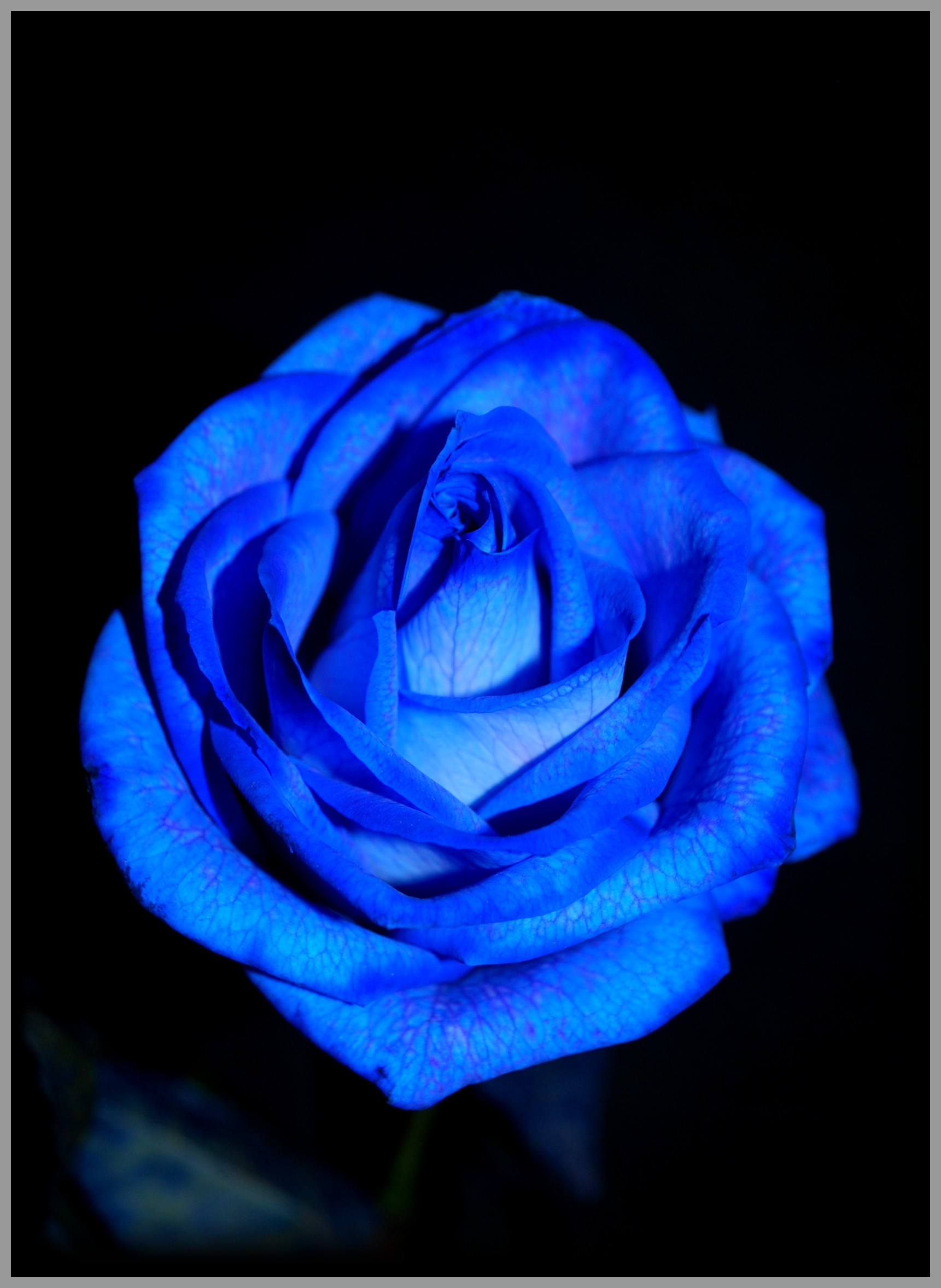 Fonds d'cran Nature Fleurs Rose bleu