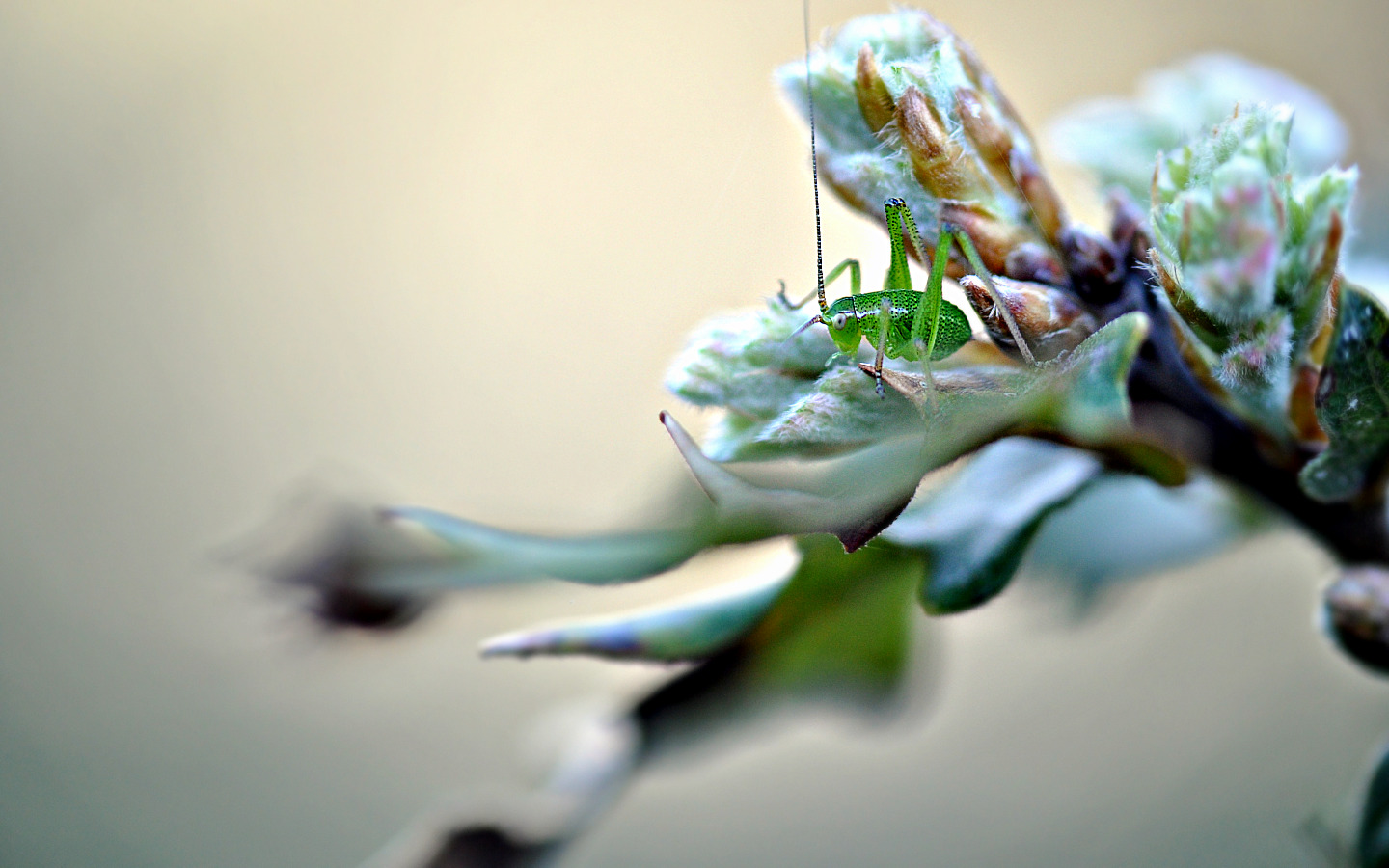 Fonds d'cran Animaux Insectes - Sauterelles et Criquets Printemps 2010 closion