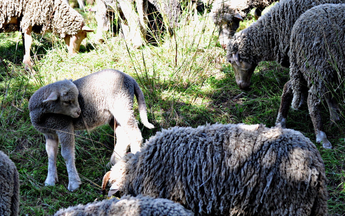 Fonds d'cran Animaux Moutons - Mouflons Printemps 2010 l'agneau grandit