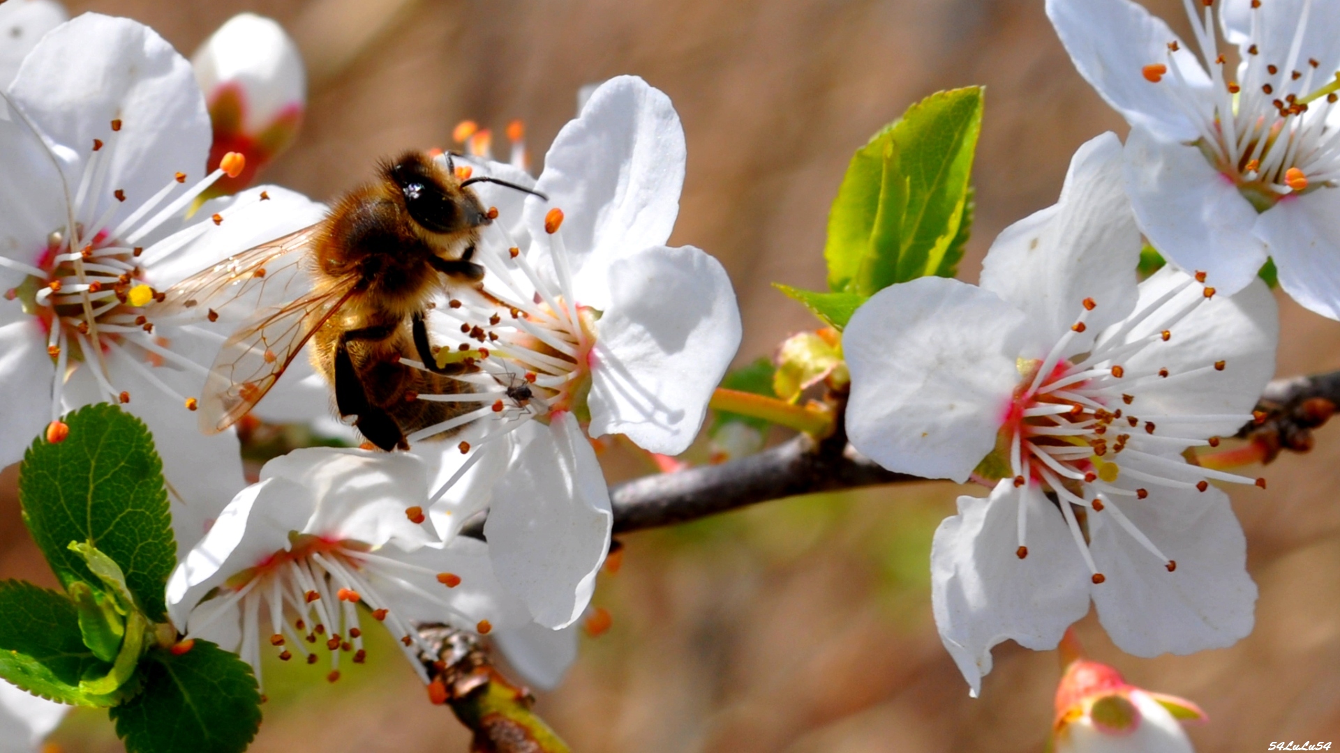 Wallpapers Nature Flowers FLEURS ABEILLE GUEPE INSECTE