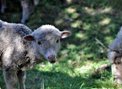 Fonds d'cran Animaux Petit mouton deviendra grand...