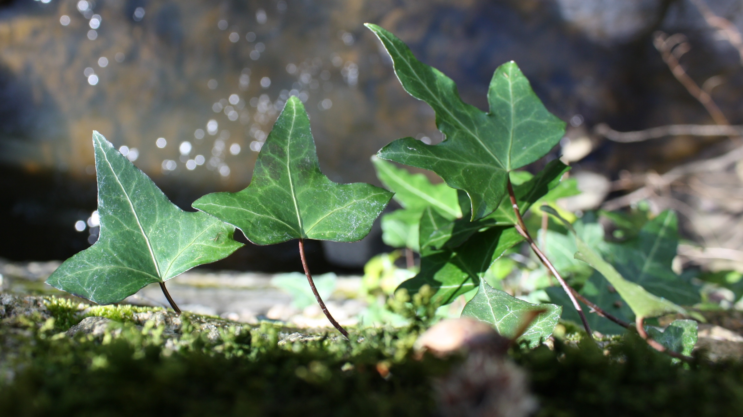 Wallpapers Nature Moss - Lichens Lierre au bord de l'eau