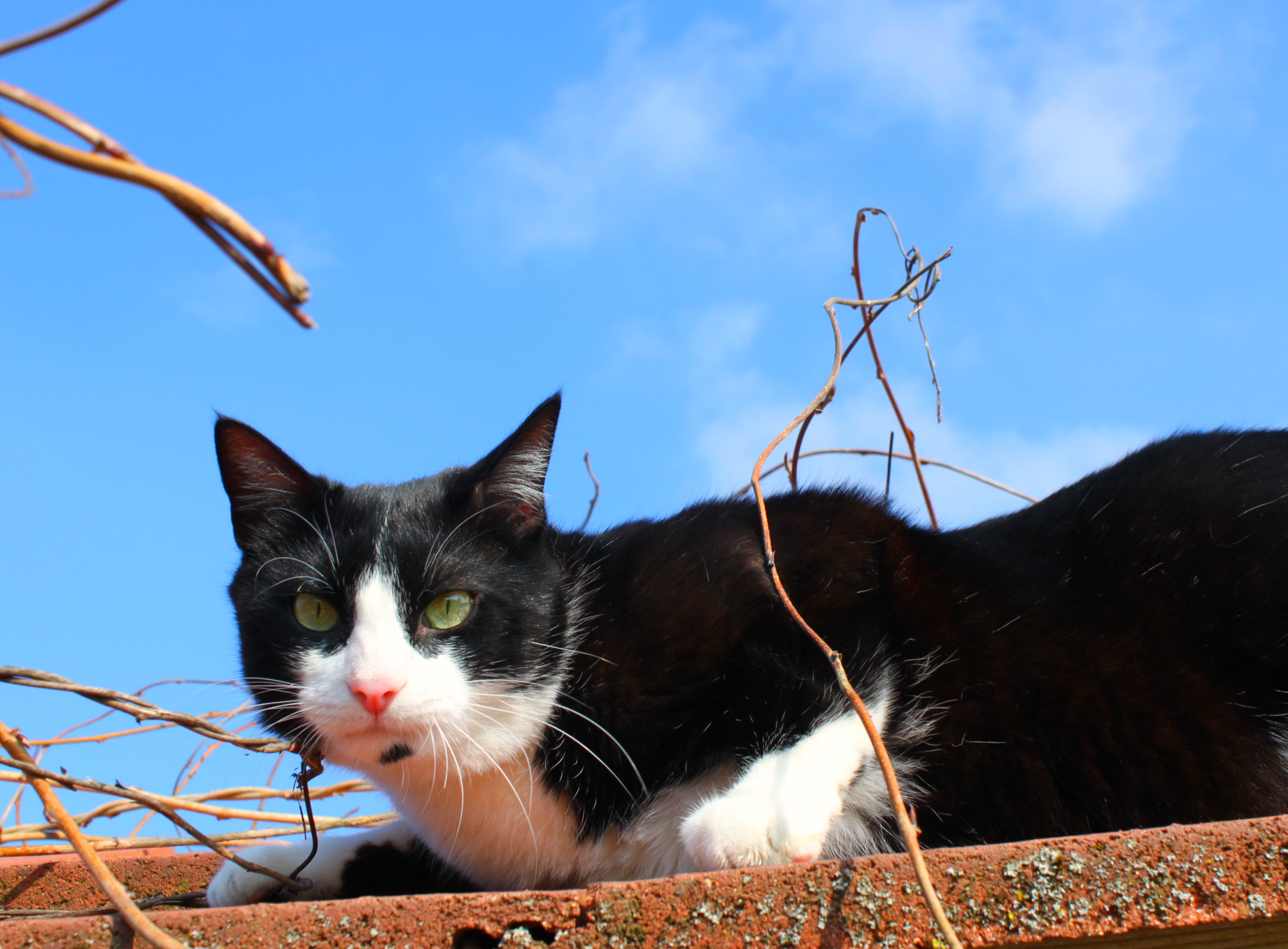 Fonds d'cran Animaux Chats - Chatons Lucky