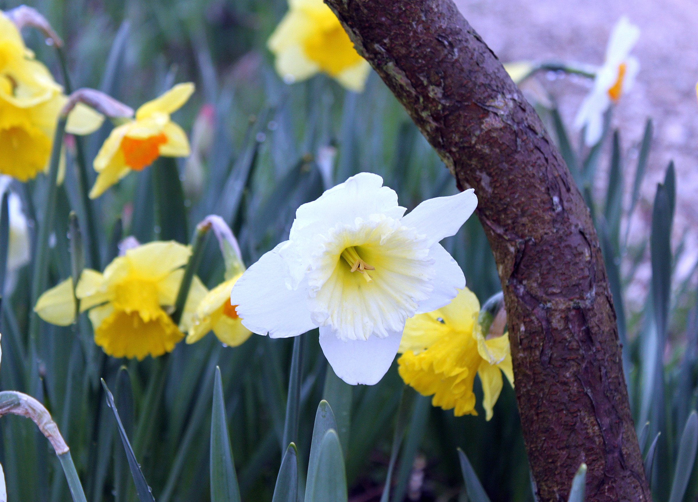 Fonds d'cran Nature Fleurs jonquille