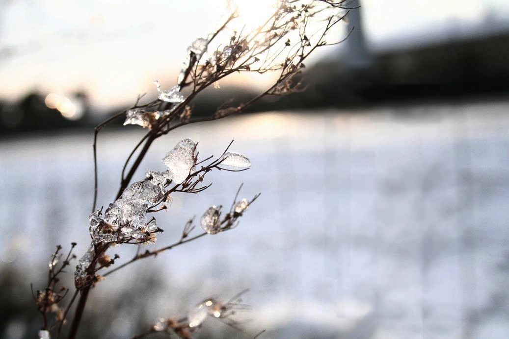 Fonds d'cran Nature Plantes - Arbustes fleur d'hiver