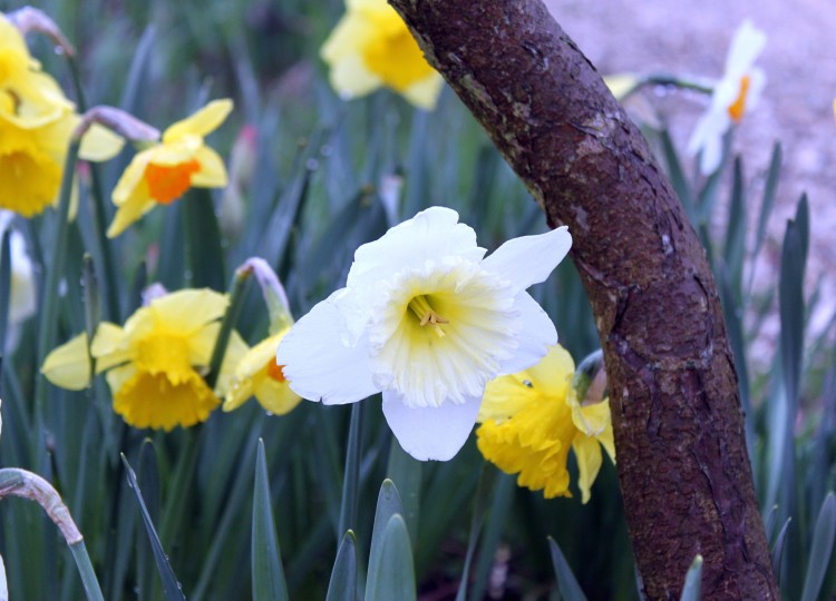 Wallpapers Nature Flowers jonquille