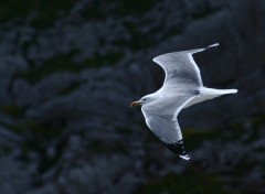 Fonds d'cran Animaux LA mouette!