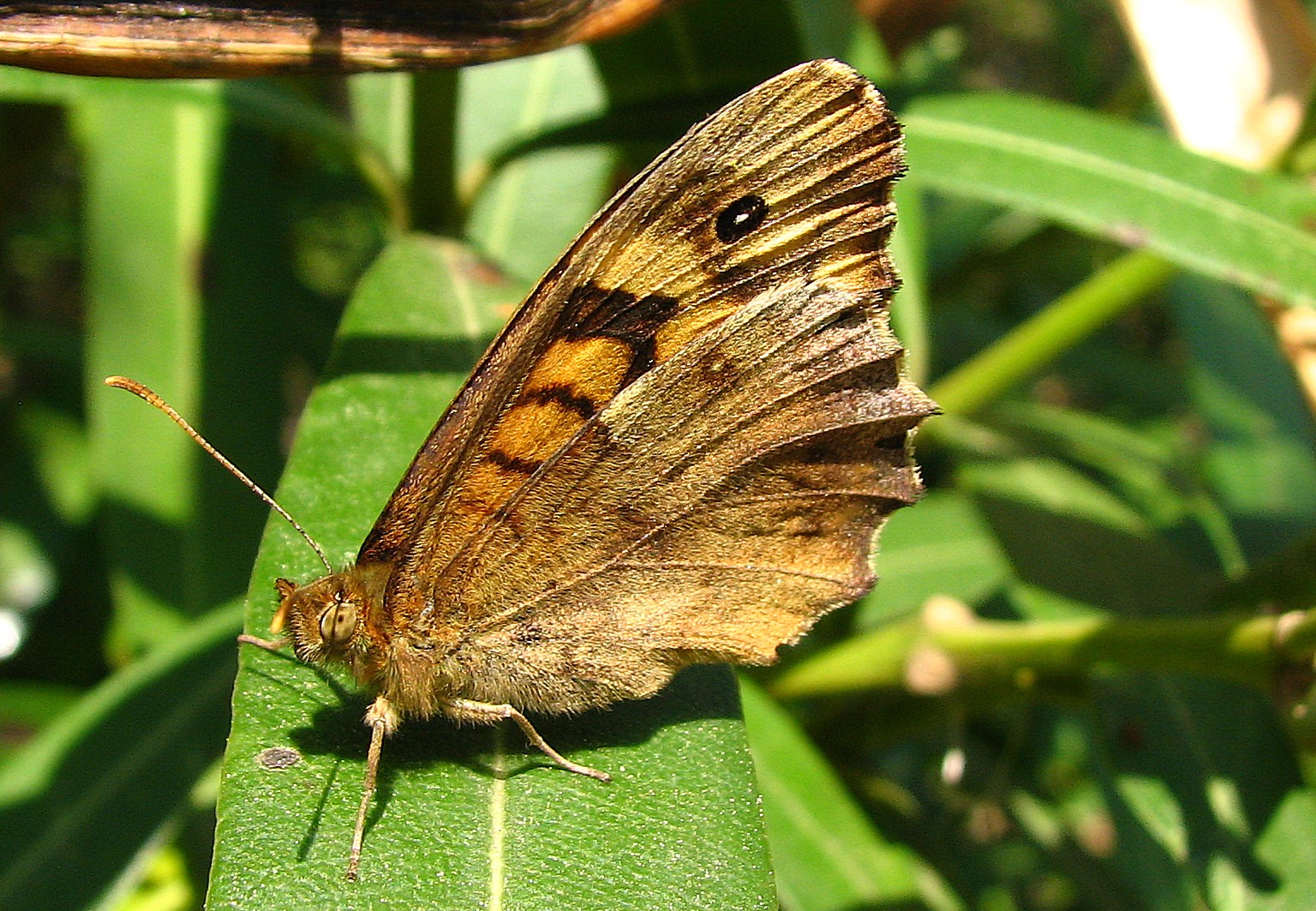 Fonds d'cran Animaux Insectes - Papillons Mirtyl ,,?