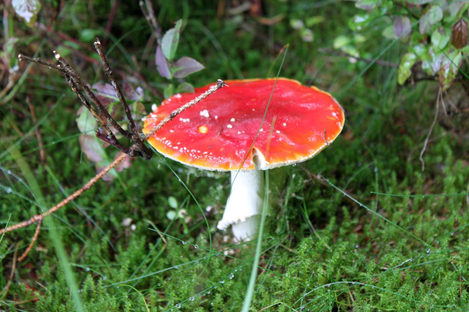 Fonds d'cran Nature Champignons 