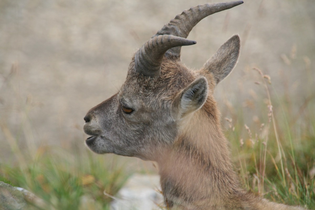 Fonds d'cran Animaux Bouquetins 