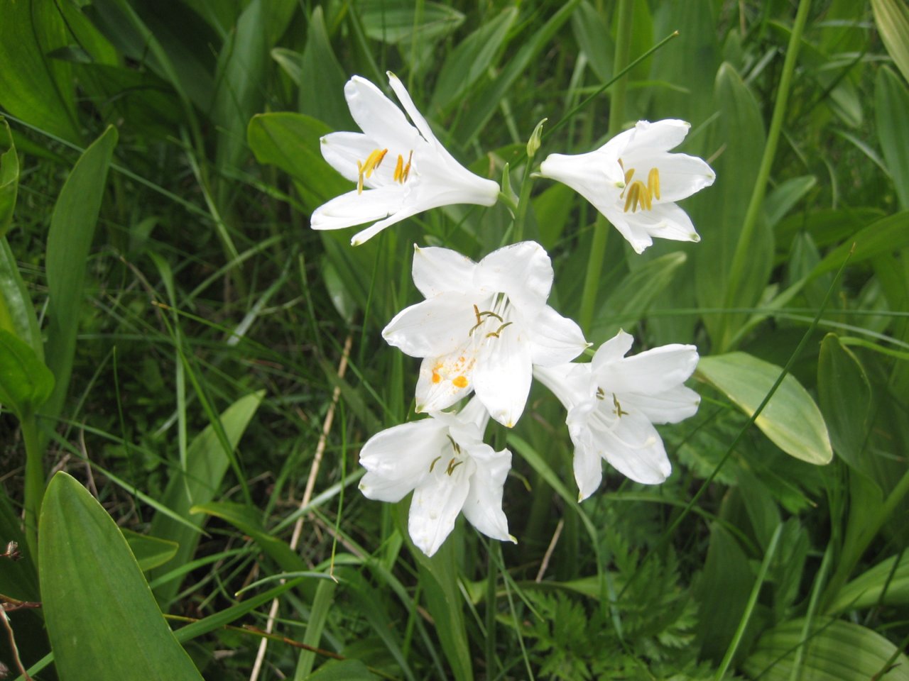 Fonds d'cran Nature Fleurs 