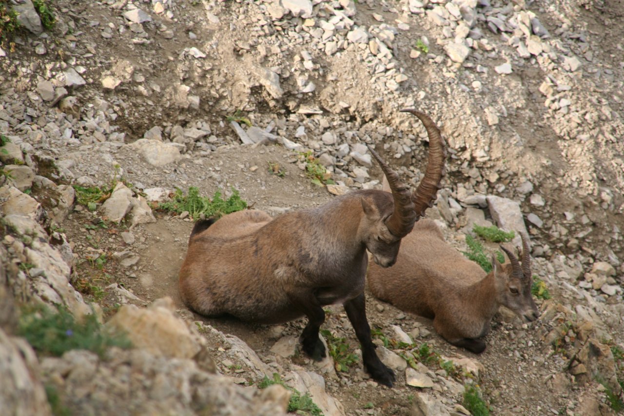 Wallpapers Animals Ibex 