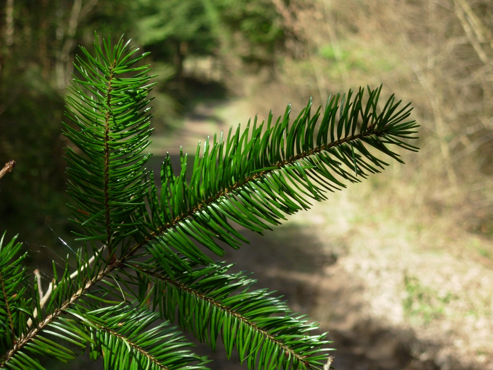 Fonds d'cran Nature Arbres - Forts 