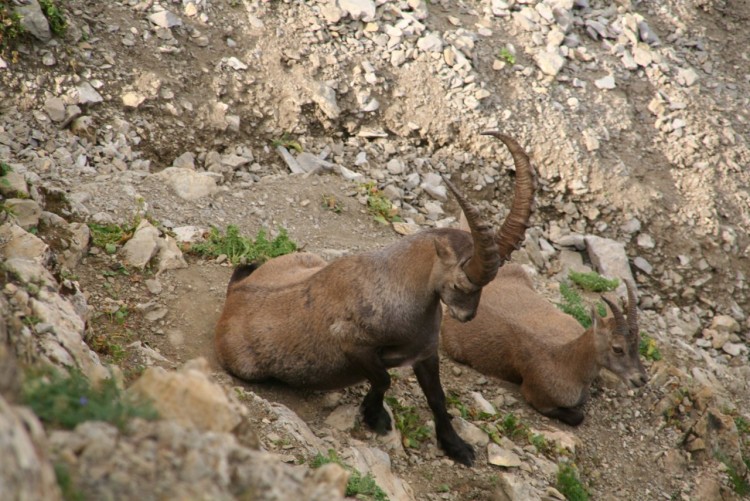 Wallpapers Animals Ibex Wallpaper N259578