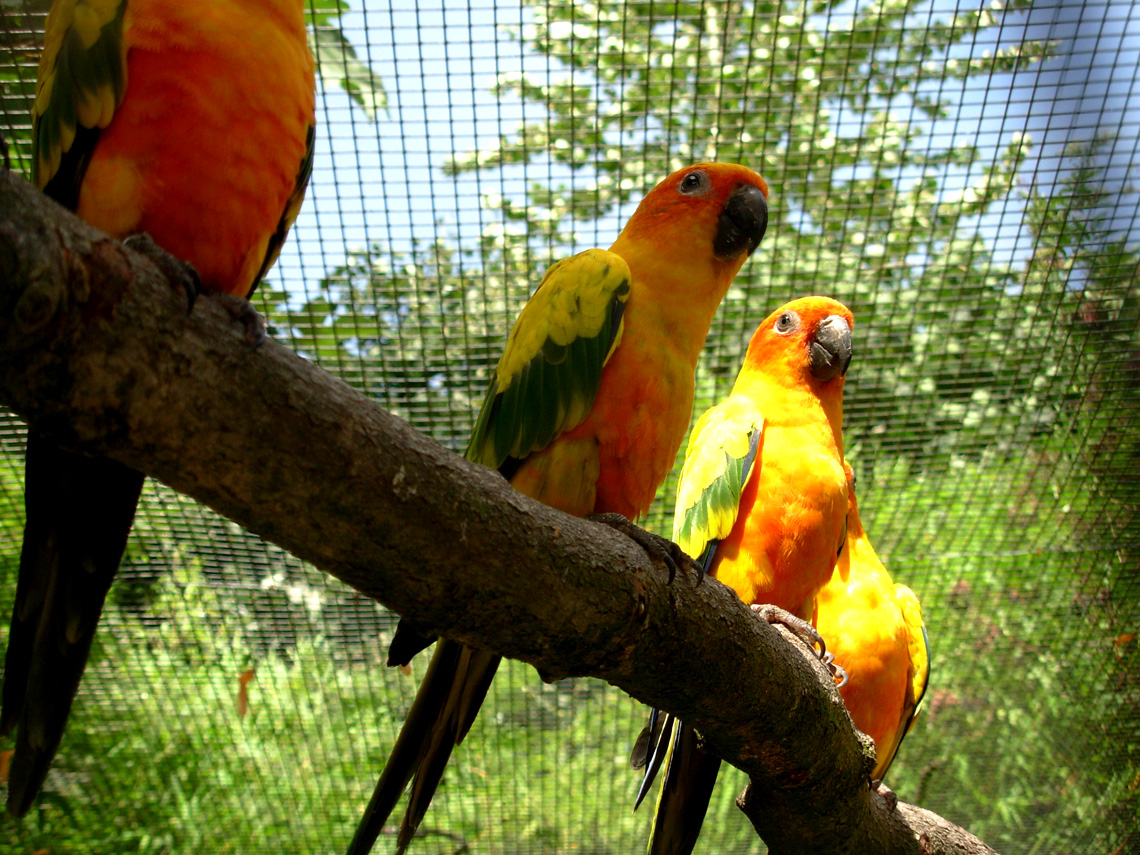 Fonds d'cran Animaux Oiseaux - Perroquets les perroquets