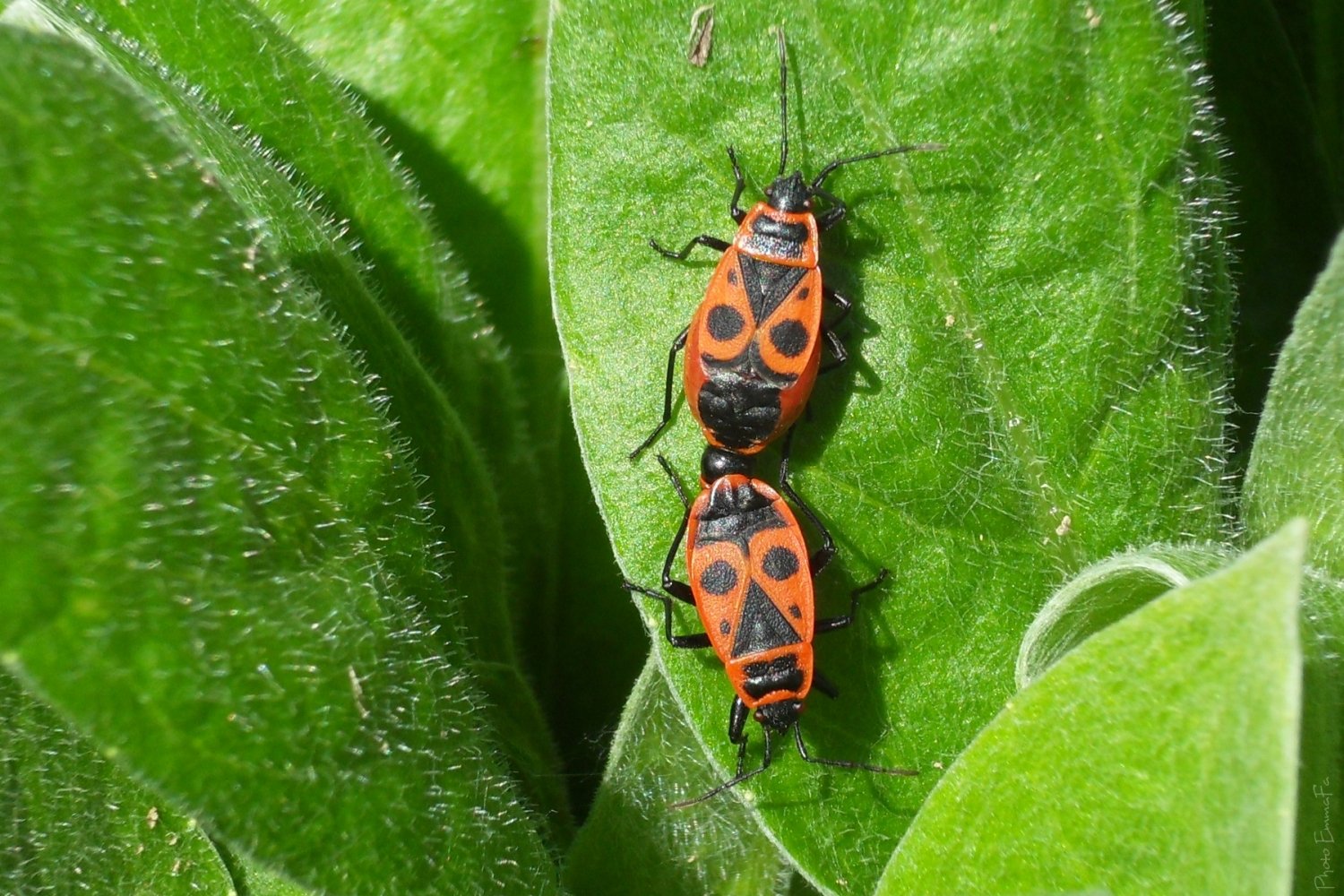 Fonds d'cran Animaux Insectes - Gendarmes 