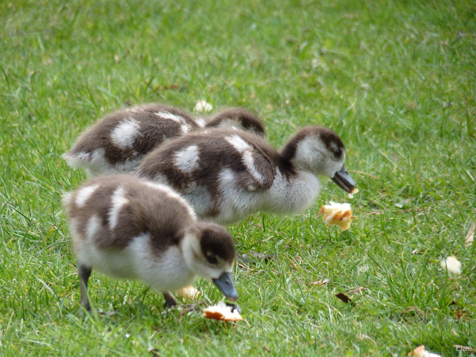 Fonds d'cran Animaux Oiseaux - Canards Canetons