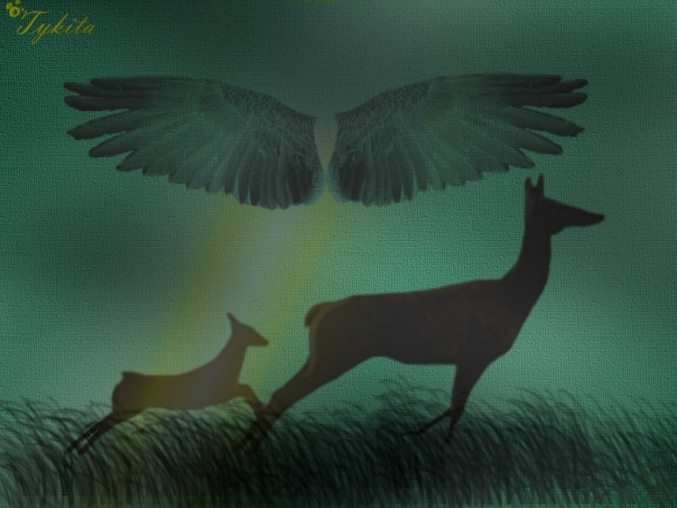 Wallpapers Digital Art Animals Faon