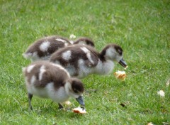 Fonds d'cran Animaux Canetons