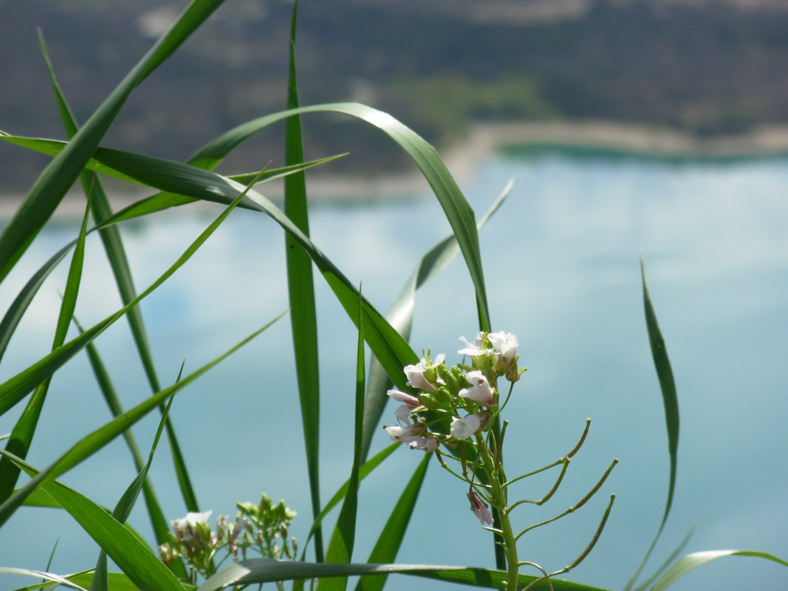 Wallpapers Nature Leaves - Foliage en provence avec juste derriere le lac sainte croix :)