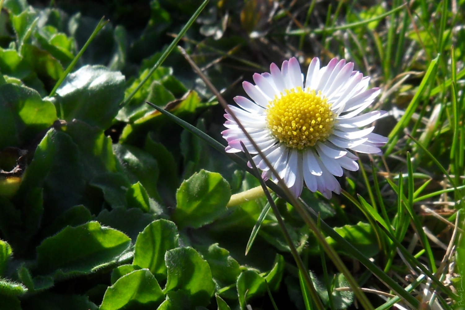 Wallpapers Nature Flowers 