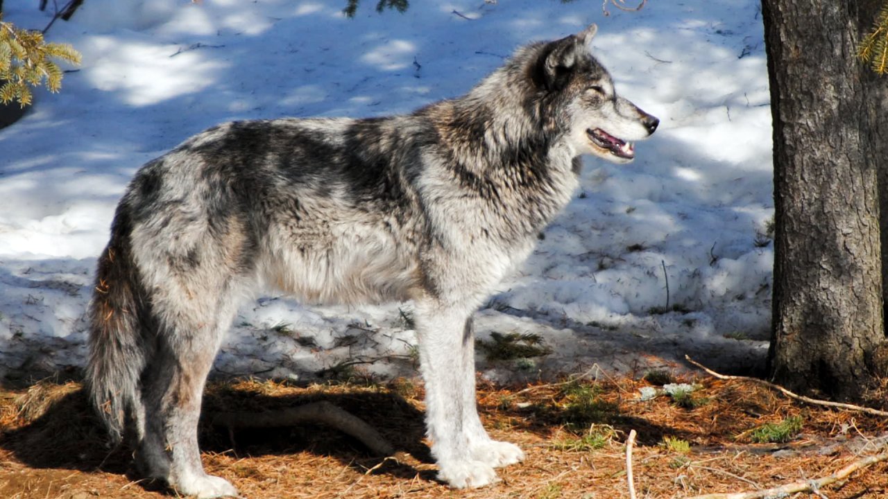 Fonds d'cran Animaux Loups loup