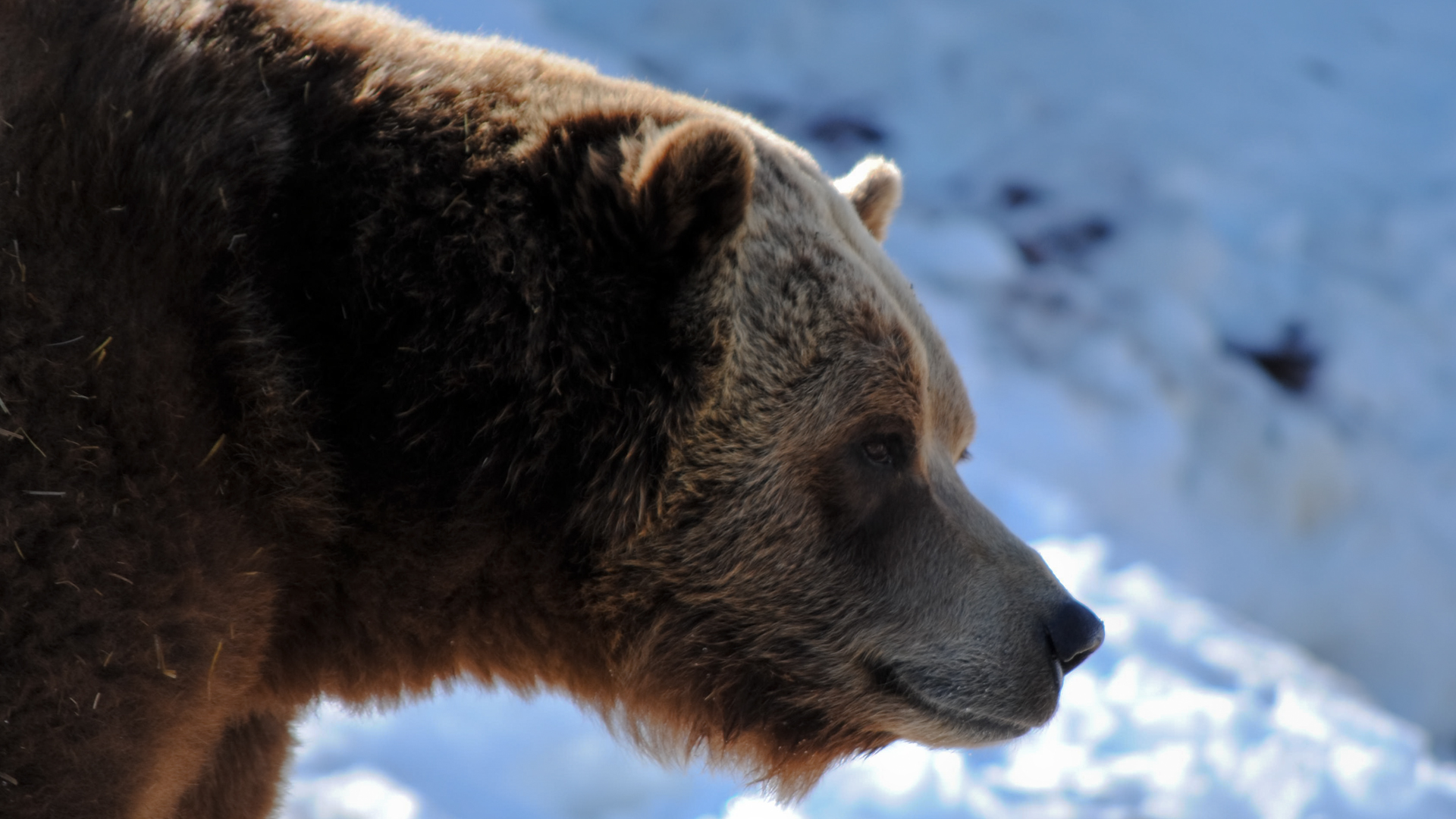 Wallpapers Animals Bears grizzly