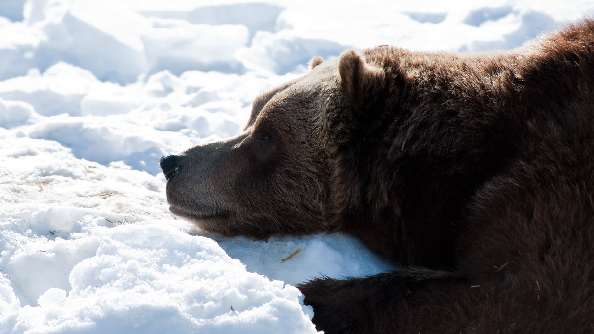 Wallpapers Animals Bears gryzzly dodo