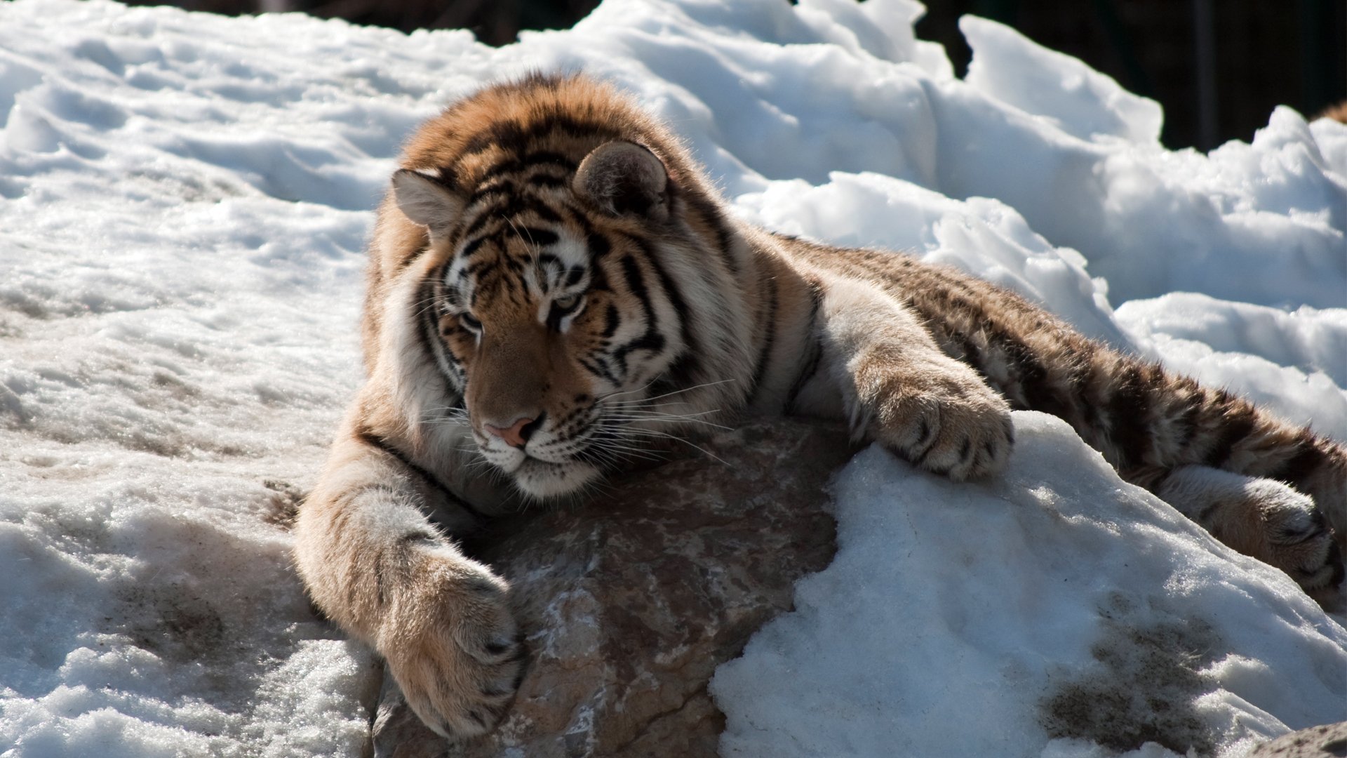 Fonds d'cran Animaux Flins - Tigres tigre repos