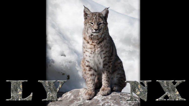 Fonds d'cran Animaux Flins - Lynxs lynx